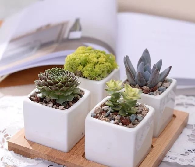 栽培盆栽的多肉植物要怎么配土才能长得更好呢 快资讯