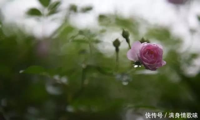 雨中的周至水街蔷薇娇艳绽放 一起看看 快资讯