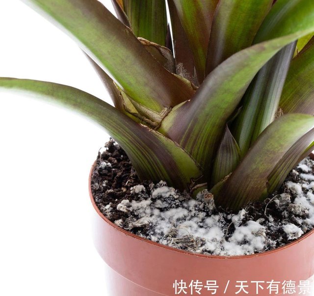 家里的盆栽植物土面长满白色毛毛 这些霉菌对人和植物有害吗 快资讯 家里的盆栽植物土面长满白色毛毛 这些霉菌对人和植物有害吗 快资讯