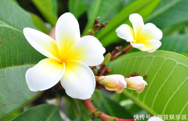 此花是充满希望的花 代表着新生 花朵的造型简单 快资讯 此花是充满希望的花 代表着新生 花朵的造型简单 快资讯