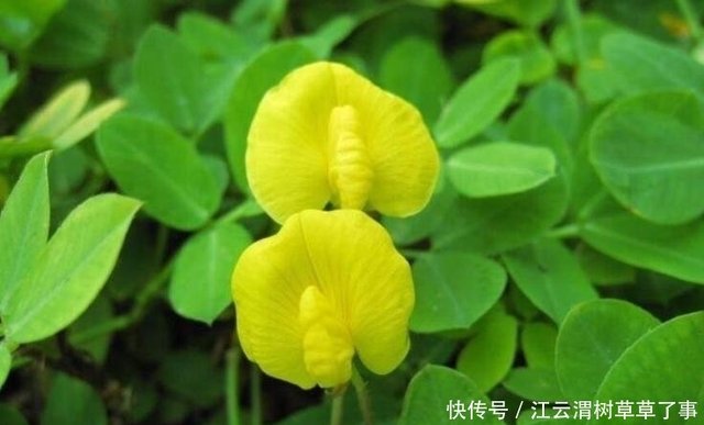 秋季养花 就该养盆 蔓花生 似黄衣少女 温文尔雅 美极了 快资讯 秋季养花 就该养盆 蔓花生 似黄衣少女 温文尔雅 美极了 快资讯