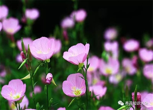 花草集 专给月亮 欣赏 的花朵 月见草 快资讯