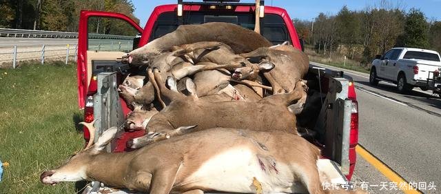 被车撞死的动物能吃吗美国动物管理局我们提供烹饪课程 快资讯 被车撞死的动物能吃吗美国动物管理局我们提供烹饪课程 快资讯