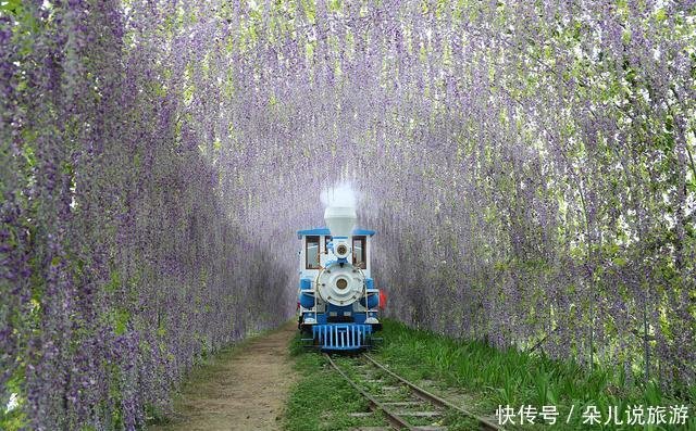 梦幻童话小火车 紫藤花开如瀑小火车穿越紫色花海 快资讯