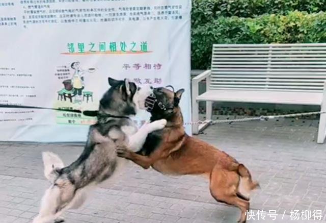 选择马犬就看这几点 这是成为马犬 伯乐 的最快捷径 快资讯