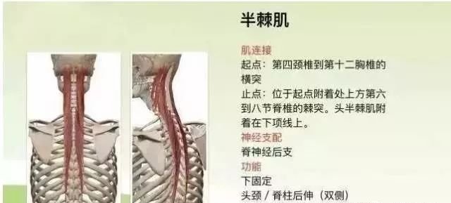 横突棘肌功能解剖 快资讯