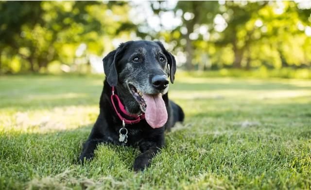 平时总爱叫的狗狗 突然声音嘶哑或不叫了 小心这3种呼吸道疾病 快资讯