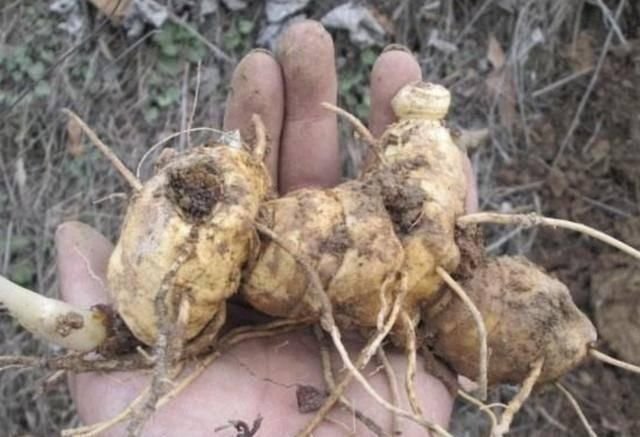 在河边 有 1种野草 像生姜 被称为 老虎姜 奇特 珍贵 快资讯 在河边 有 1种野草 像生姜 被称为 老虎姜 奇特 珍贵 快资讯