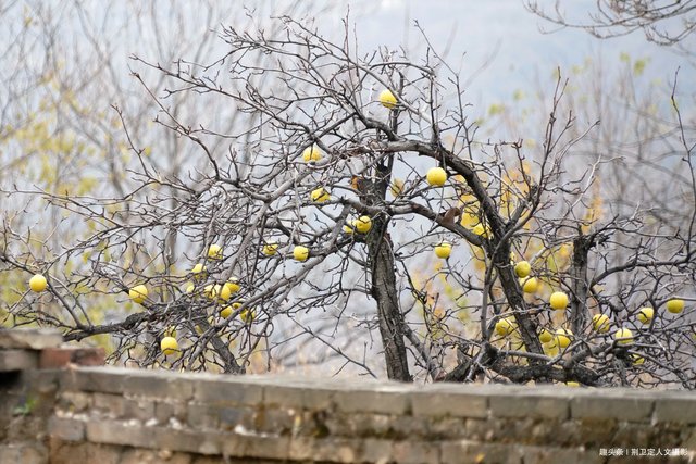 山区农村采风 吃了大叔家山梨还想拿 掏钱时老人翻了脸 快资讯 山区农村采风 吃了大叔家山梨还想拿 掏钱时老人翻了脸 快资讯