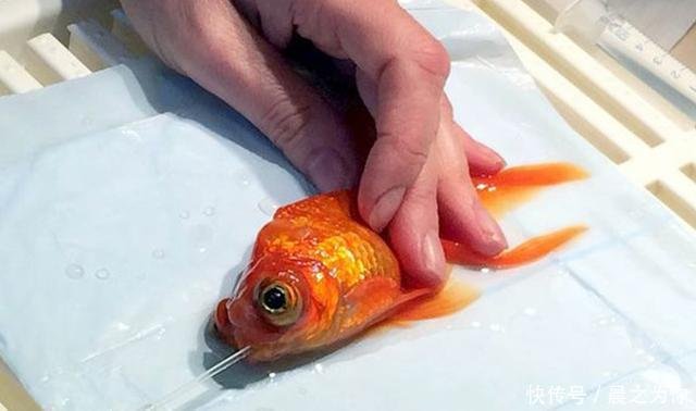 英国女子金鱼身患肿瘤 生命岌岌可危 竟花00元重获新生 快资讯