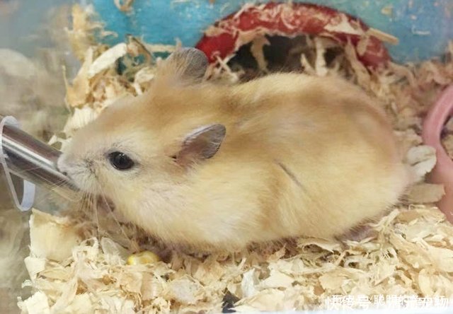 仓鼠是不是鼠类 生物 敲黑板 分类学这么分 快资讯