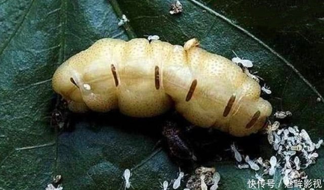 如果一群蚂蚁中蚁后死了 剩下的蚂蚁会怎么做 你想象不到的有趣 快资讯