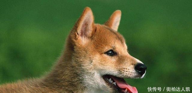 同样作为本土狗 中华田园犬为何比日本柴犬的价格便宜那么多 快资讯