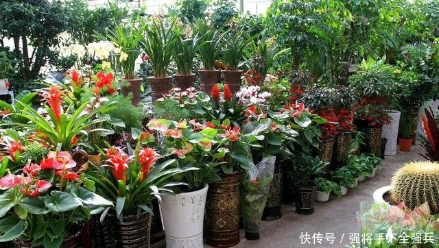 为什么花市的盆栽当时鲜活 买回几天后就死 快资讯