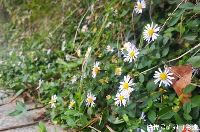 东堤游园马兰花儿芬芳四溢 快资讯