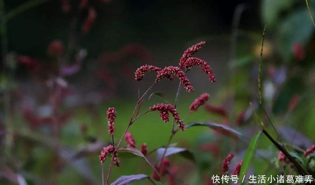 水里长出的这野草 一开就是一堆花穗 紫莹莹好飘逸 快资讯