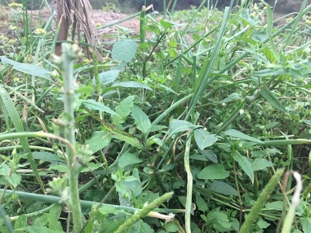 一种名叫白花菜的野菜 村里人最爱了 好吃的不行 快资讯