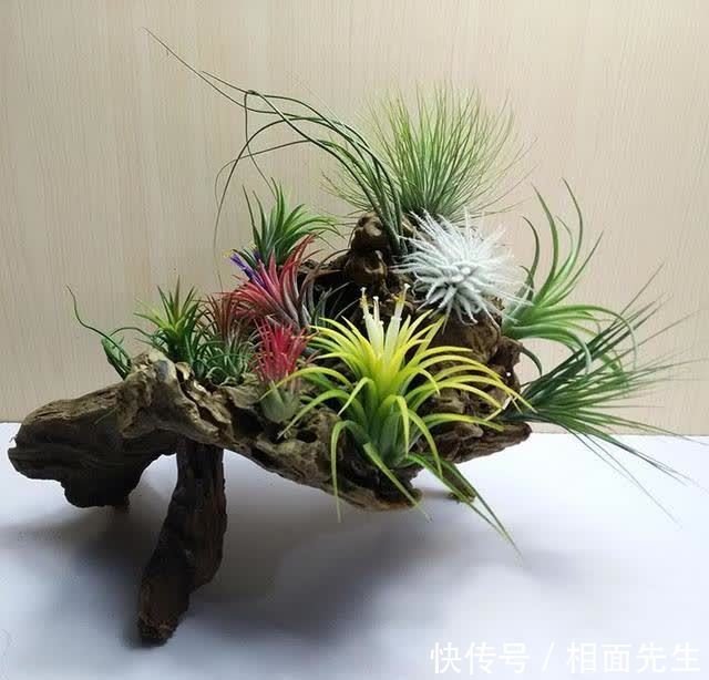 空气凤梨怎么养 这三点很少有人知道 快资讯 空气凤梨怎么养 这三点很少有人知道 快资讯