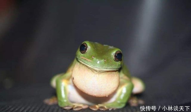 世界上最可爱的青蛙 体形肥硕受人喜爱 寿命高达16年 快资讯 世界上最可爱的青蛙 体形肥硕受人喜爱 寿命高达16年 快资讯