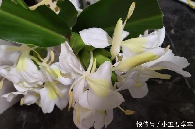 生姜开花 原来这么美 第一次见到 生姜开花 原来这么美 第一次见到 快资讯