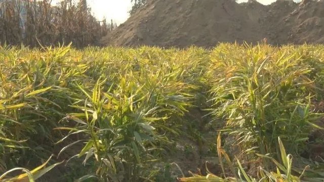 十亩地挣几十万 他靠种姜发了财 快资讯