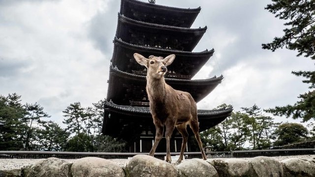 去奈良公园看会鞠躬的鹿 快资讯