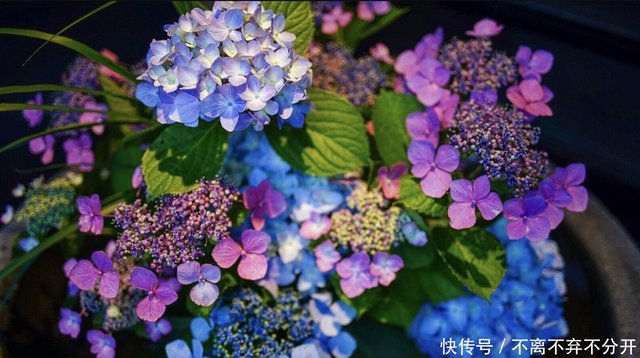 日本的紫阳花就是中国的绣球花 寓意竟然跟中国完全相反 快资讯
