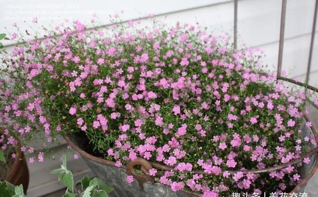 花市上开花灿烂的吉普赛满天星 到了夏天就容易挂 可花期真的长 快资讯