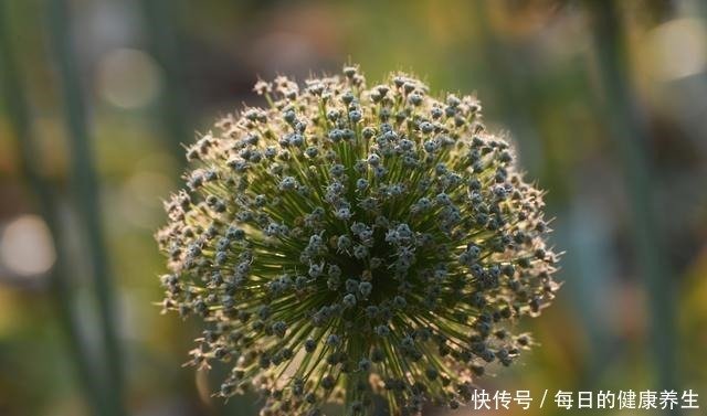 葱属植物专题展 云赏花之 葱花葱实亦有情 快资讯 葱属植物专题展 云赏花之 葱花葱实亦有情 快资讯