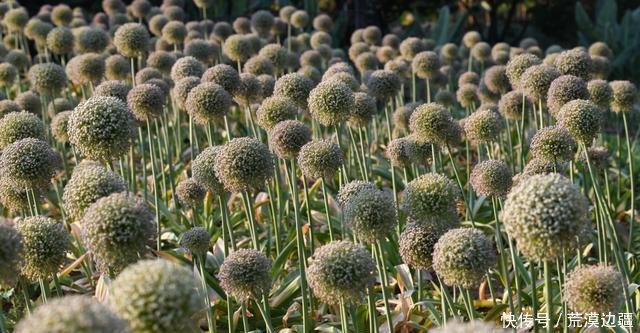 葱属植物专题展 云赏花之 葱花葱实亦有情 快资讯