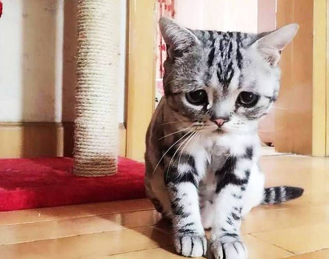 小猫对着猫妈露出幸福微笑 让人没想到 这竟是小猫最后一次笑 快资讯