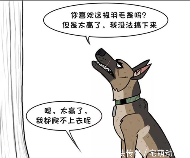 暖心漫画 家猫的玩具掉到了树上 军犬捉来浣熊帮忙 牺牲一切满足小家猫 快资讯