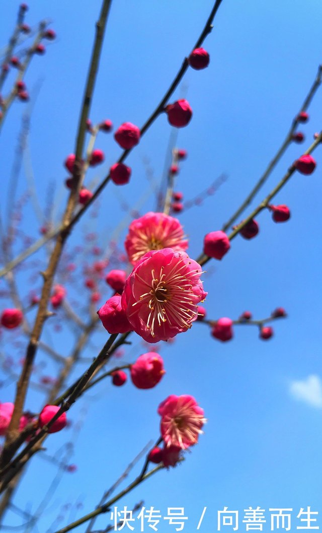 正月里梅花为谁开 点点火红挂满枝头 高洁而又坚强 快资讯