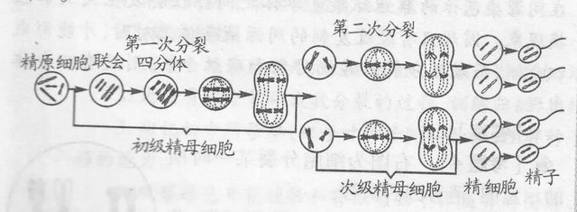 难点突破 高中生物减数分裂的17个重要知识点汇总 学好提十分 快资讯