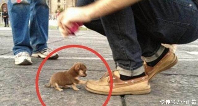 男子走在马路上突然脚下出现了这样小狗非常的可爱 快资讯