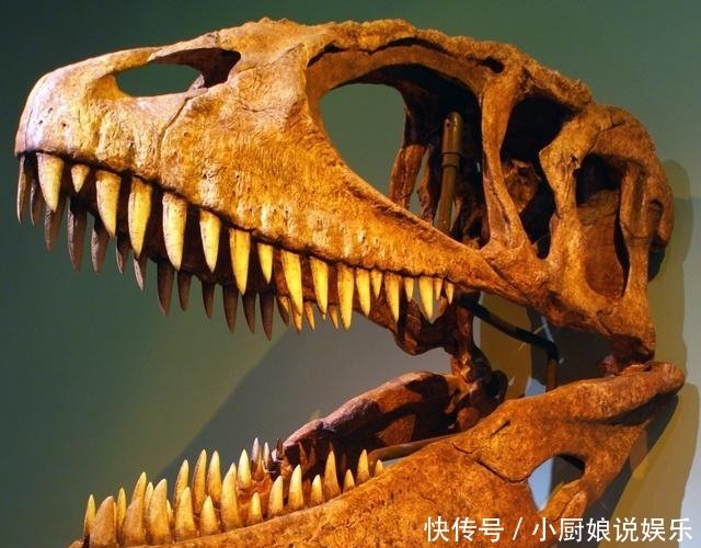 科学家发现 鲨齿龙 比霸王龙厉害 体长14米 重11吨 快资讯 科学家发现 鲨齿龙 比霸王龙厉害 体长14米 重11吨 快资讯