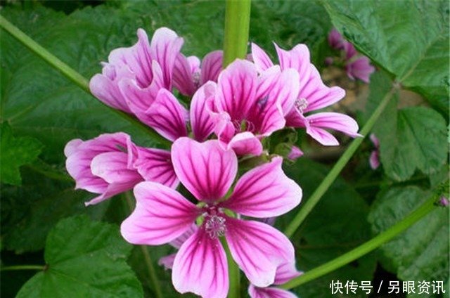 院子养花 不如养些 花中精品 锦葵 百花齐放 艳丽绝美 快资讯 院子养花 不如养些 花中精品 锦葵 百花齐放 艳丽绝美 快资讯