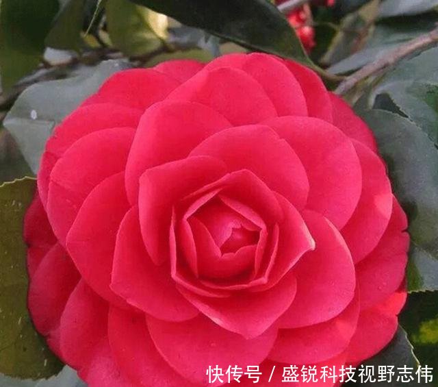比牡丹还漂亮的木本花卉 花形奇特 被誉为茶花第一红 快资讯