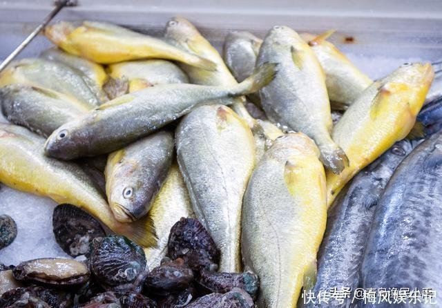 野生大黄花鱼被卖到2万 斤 到底为啥这么值钱 快资讯 野生大黄花鱼被卖到2万 斤 到底为啥这么值钱 快资讯