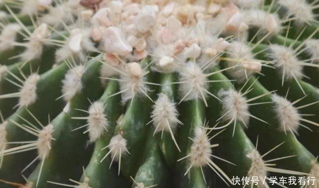 有刺的都是仙人掌吗 快资讯 有刺的都是仙人掌吗 快资讯
