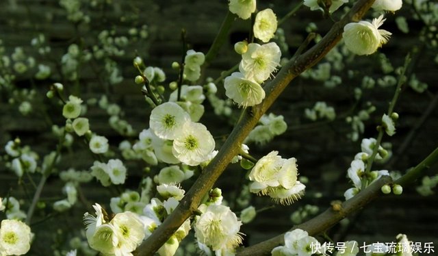 甄嬛至死不知 为何果郡王府中会种满碧色梅花纯元我清楚 快资讯 甄嬛至死不知 为何果郡王府中会种满碧色梅花纯元我清楚 快资讯