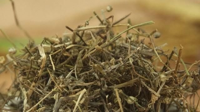 白花蛇舌草煮水喝 对身体有3个好处 但应注意这些事项 快资讯