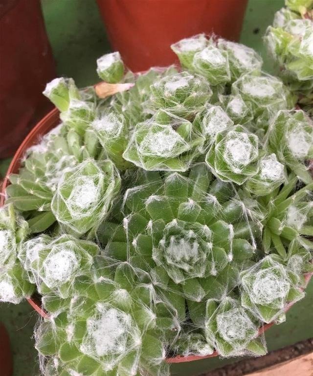 喜阳多肉植物遇高温 盛夏时节也能萌的你一脸血 快资讯