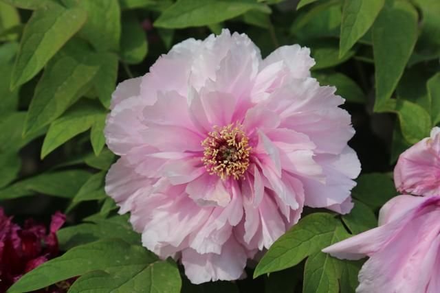 魏紫姚黄压群芳 莲花池公园六千余株各色牡丹花竞相绽放 快资讯