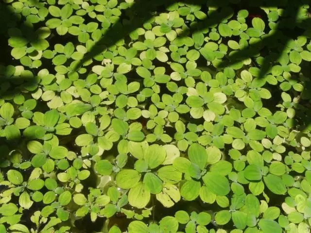 植物 土壤 根与土的那些奇迹 快资讯