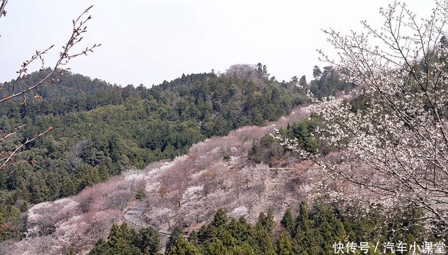 日本人最爱的赏樱花的景点 奈良吉野山 快资讯