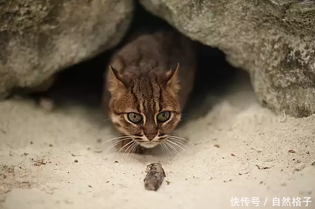 世界最小的猫科动物300只的重量相当于1头东北虎却被人当成食物 快资讯