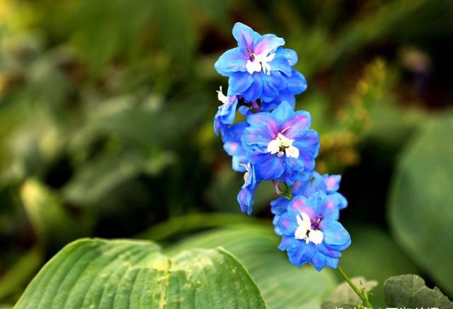 此花是正义的花 繁密而绚丽 犹如小鸟在枝头嬉戏别有一番趣味 快资讯