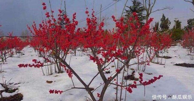 一种昂贵 红果树 不怕冷 雪越大 果子越红 一挂就是0天 快资讯 一种昂贵 红果树 不怕冷 雪越大 果子越红 一挂就是0天 快资讯