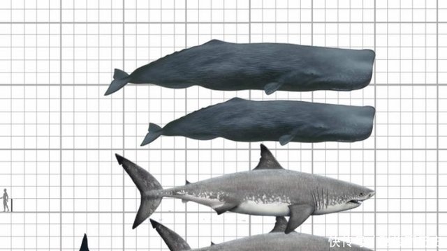 史前动物都拥有庞大体型 为什么到了现代集体 缩水 了 快资讯 史前动物都拥有庞大体型 为什么到了现代集体 缩水 了 快资讯